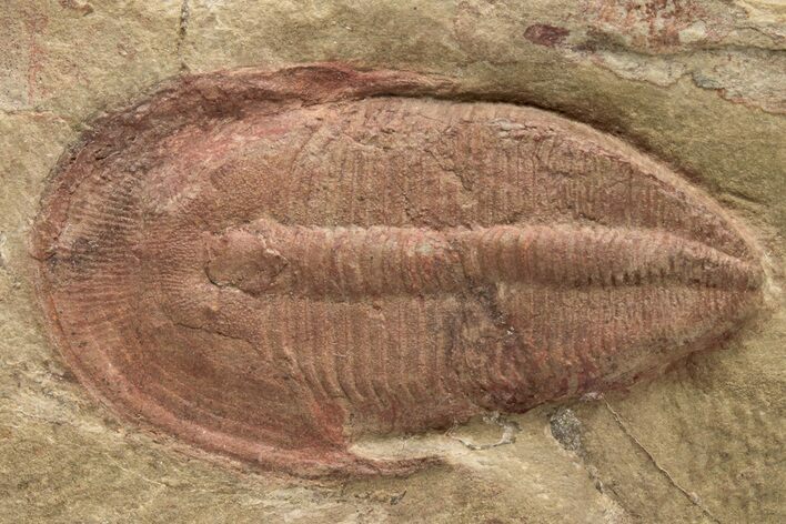 Bargain, Harpides Trilobite - Zagora, Morocco #233378